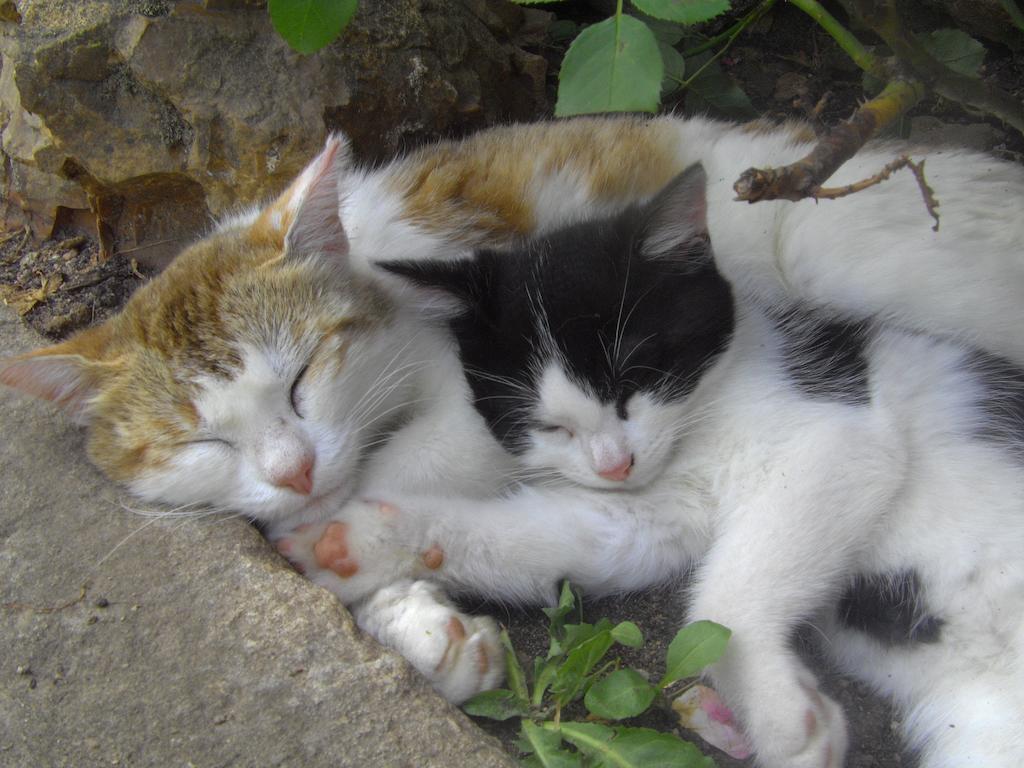 Fenetre Sur Loire Bed and Breakfast Iguerande Εξωτερικό φωτογραφία